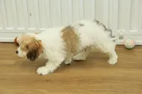Milky way, a female Cavachon for sale in Hickory, NC – Photo 5 of 8