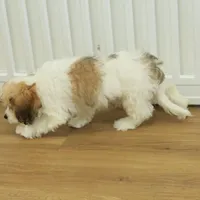 Milky way, a female Cavachon for sale in Hickory, NC – Photo 3 of 8