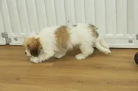 Milky way, a female Cavachon for sale in Hickory, NC – Photo 3 of 8