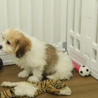 Milky way, a female Cavachon for sale in Hickory, NC – Photo 4 of 8
