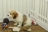 Milky way, a female Cavachon for sale in Hickory, NC – Photo 4 of 8