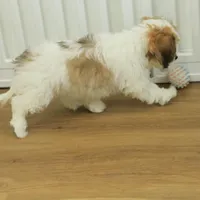 Milky way, a female Cavachon for sale in Hickory, NC – Photo 8 of 8