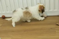 Milky way, a female Cavachon for sale in Hickory, NC – Photo 8 of 8