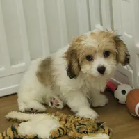 Milky way, a female Cavachon for sale in Hickory, NC – Photo 1 of 8