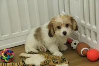 Milky way, a female Cavachon for sale in Hickory, NC – Photo 1 of 8