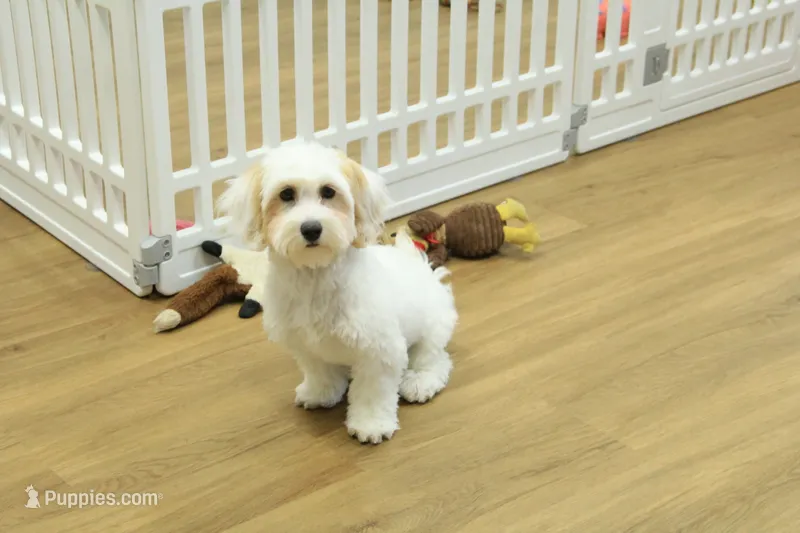 Cupcake – Bichon Frise, Maltipoo puppy for sale in Hickory, NC