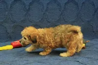 Sophie, a female Maltipoo for sale in Hickory, NC – 5 of 10