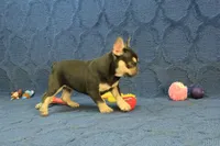Wilma Chocolate & Tan, a female French Bulldog for sale in Hickory, NC – 8 of 10