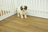 Scooter, a male Cavapoo for sale in Hickory, NC – 4 of 10