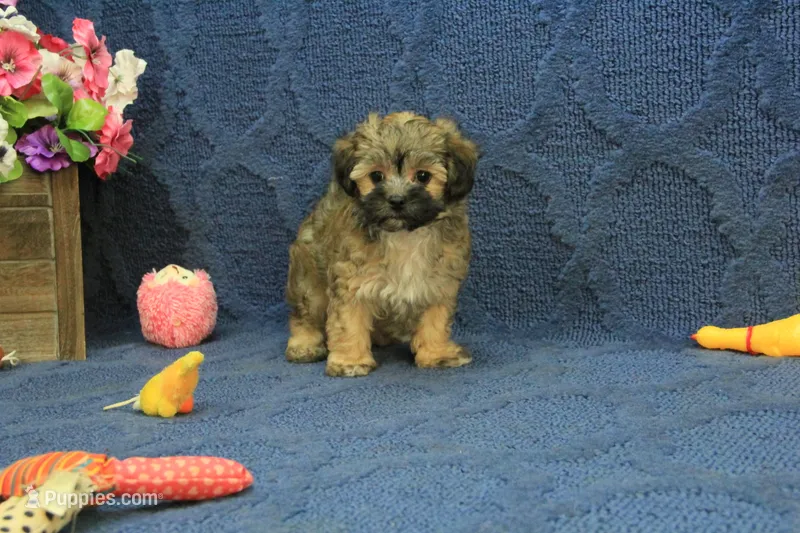 Suri – Maltipoo puppy for sale in Hickory, NC