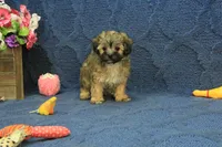 Suri, a female Maltipoo for sale in Hickory, NC – 1 of 9
