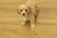 Sebastian F1B, a male Cavapoo and Poodle - Toy  for sale in Hickory, NC – 9 of 10