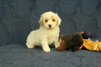 Grace, a female Poodle - Toy  for sale in Hickory, NC – 2 of 10