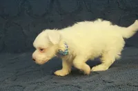 Colby, a male Maltipoo for sale in Hickory, NC – 3 of 10