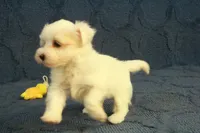 Cupcake, a female Maltipoo for sale in Hickory, NC – 3 of 10