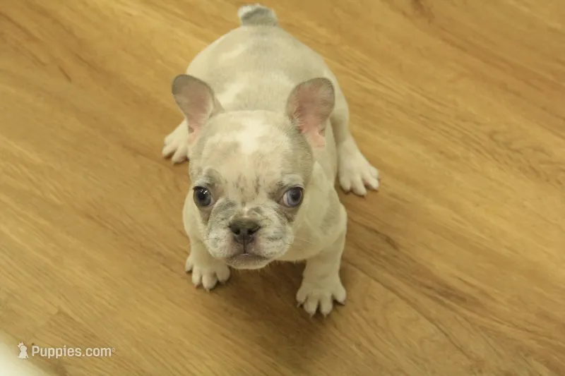 Alice – French Bulldog puppy for sale in Hickory, NC