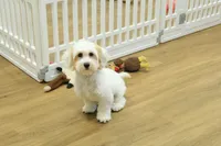 Cupcake, a female Bichon Frise and Maltipoo for sale in Hickory, NC – 5 of 10
