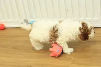 Parker, a male Cavapoo for sale in Hickory, NC – Photo 3 of 10