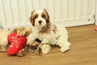 Parker, a male Cavapoo for sale in Hickory, NC – Photo 10 of 10