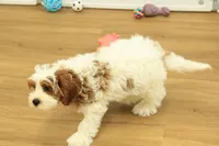 Parker, a male Cavapoo for sale in Hickory, NC – Photo 8 of 10