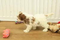 Parker, a male Cavapoo for sale in Hickory, NC – Photo 2 of 10