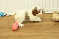 Parker, a male Cavapoo for sale in Hickory, NC – Photo 6 of 10