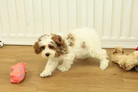 Parker, a male Cavapoo for sale in Hickory, NC – Photo 5 of 10