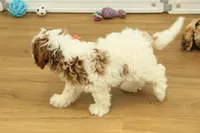 Parker, a male Cavapoo for sale in Hickory, NC – Photo 7 of 10