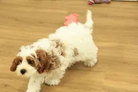 Parker, a male Cavapoo for sale in Hickory, NC – Photo 9 of 10