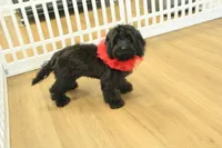 Savannah, a female Cavalier King Charles Spaniel and Poodle - Toy  for sale in Hickory, NC – Photo 6 of 10