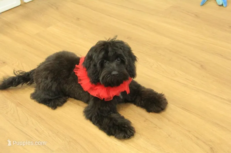 Savannah – Cavalier King Charles Spaniel, Poodle - Toy  puppy for sale in Hickory, NC