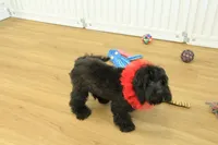 Savannah, a female Cavalier King Charles Spaniel and Poodle - Toy  for sale in Hickory, NC – Photo 2 of 10