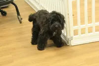 Savannah, a female Cavalier King Charles Spaniel and Poodle - Toy  for sale in Hickory, NC – Photo 10 of 10