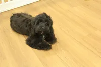 Savannah, a female Cavalier King Charles Spaniel and Poodle - Toy  for sale in Hickory, NC – Photo 8 of 10