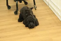 Savannah, a female Cavalier King Charles Spaniel and Poodle - Toy  for sale in Hickory, NC – Photo 9 of 10