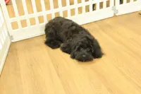 Savannah, a female Cavalier King Charles Spaniel and Poodle - Toy  for sale in Hickory, NC – Photo 7 of 10