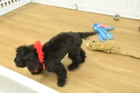 Savannah, a female Cavalier King Charles Spaniel and Poodle - Toy  for sale in Hickory, NC – Photo 3 of 10