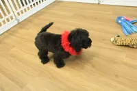 Savannah, a female Cavalier King Charles Spaniel and Poodle - Toy  for sale in Hickory, NC – Photo 4 of 10