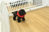 Savannah, a female Cavalier King Charles Spaniel and Poodle - Toy  for sale in Hickory, NC – Photo 5 of 10