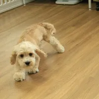 Kayden Neutered, a male Cavachon for sale in Hickory, NC – Photo 2 of 10