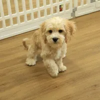 Kayden Neutered, a male Cavachon for sale in Hickory, NC – Photo 1 of 10