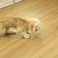 Kayden Neutered, a male Cavachon for sale in Hickory, NC – Photo 6 of 10