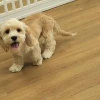 Kayden Neutered, a male Cavachon for sale in Hickory, NC – Photo 8 of 10