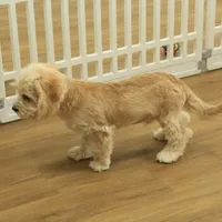 Kayden Neutered, a male Cavachon for sale in Hickory, NC – Photo 4 of 10