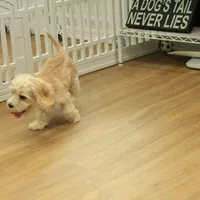 Kayden Neutered, a male Cavachon for sale in Hickory, NC – Photo 10 of 10