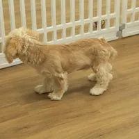 Kayden Neutered, a male Cavachon for sale in Hickory, NC – Photo 5 of 10