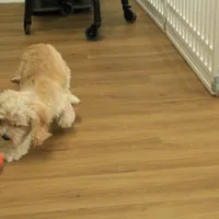 Kayden Neutered, a male Cavachon for sale in Hickory, NC – Photo 3 of 10