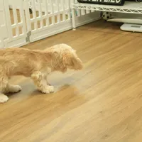 Kayden Neutered, a male Cavachon for sale in Hickory, NC – Photo 7 of 10