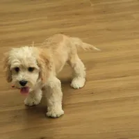 Kayden Neutered, a male Cavachon for sale in Hickory, NC – Photo 9 of 10