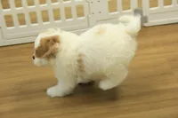 Kyle, a male Cavachon for sale in Hickory, NC – Photo 5 of 10